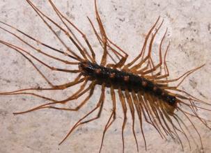 蚰蜒的图片,神秘地下生物的生态奥秘